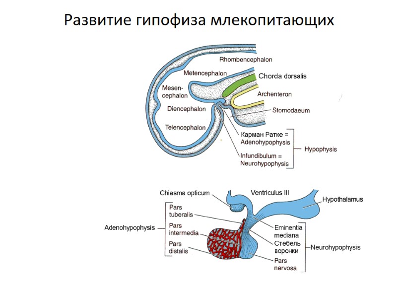 Развитие гипофиза млекопитающих